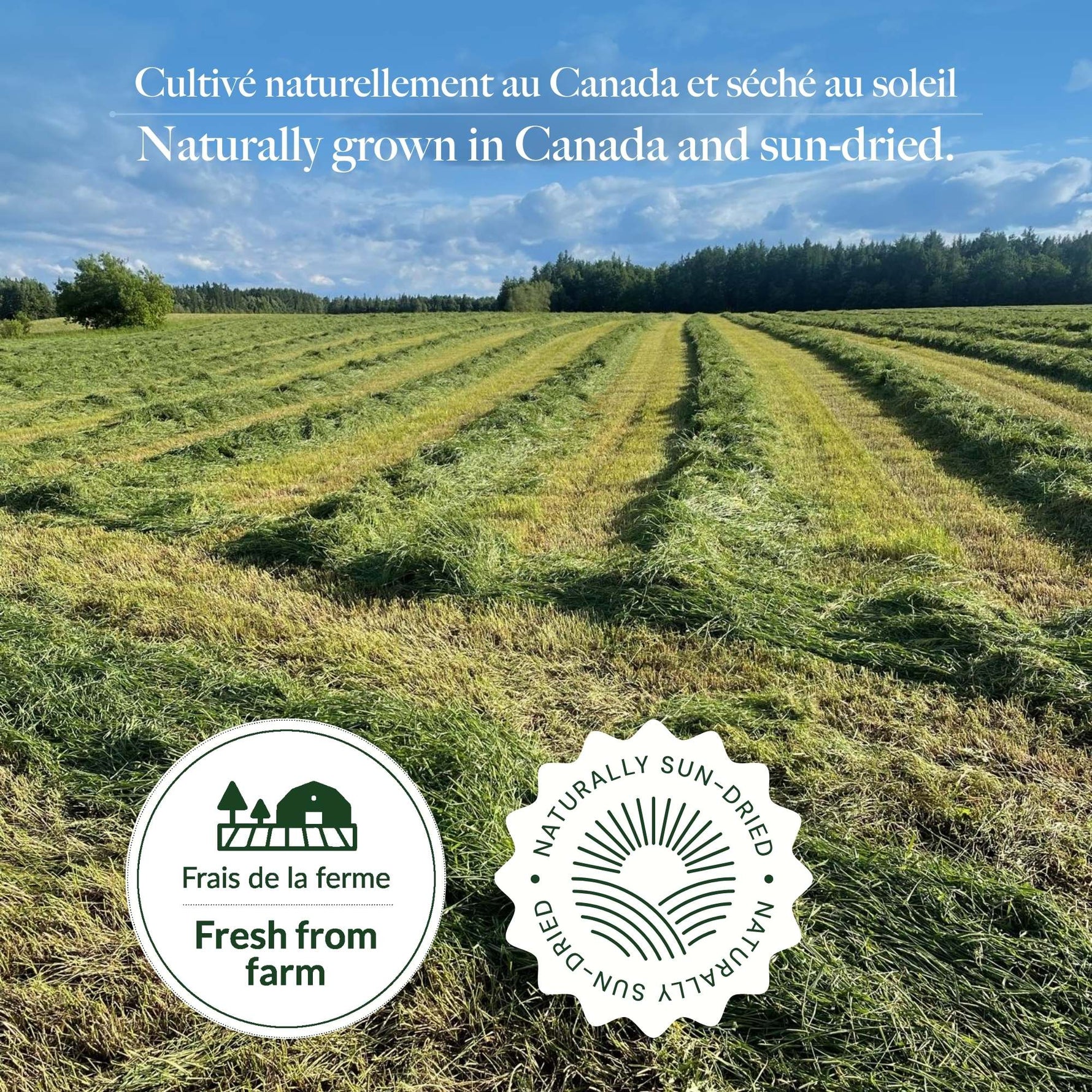 5.8lb | Timothy Hay Cubes for Small Animals